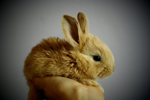 Buy Healthy Rabbits Pair for Sale in Chandigarh